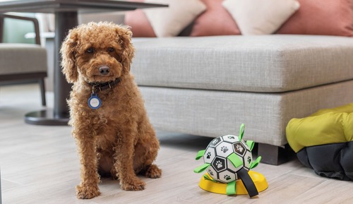 Suite familiar (Dog Friendly w Courtyard)