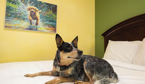 Habitación, 1 cama de matrimonio grande, Se admiten mascotas