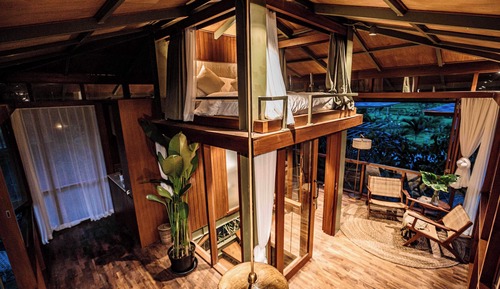 Treehouse Ficus