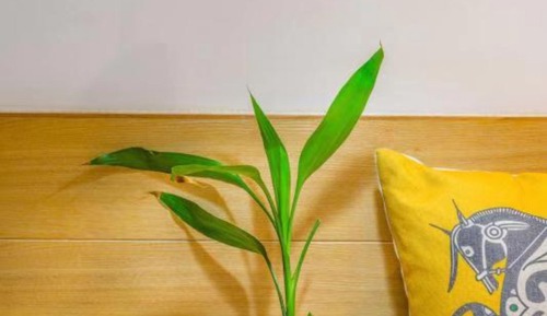 Habitación clásica doble