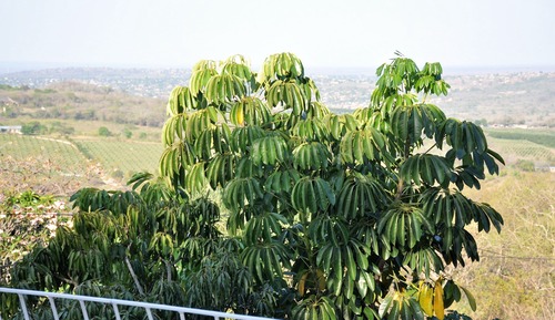 Cabaña Confort