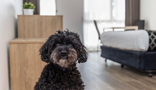 Habitación (Pet Friendly Queen)