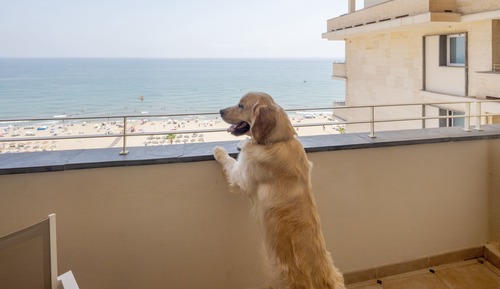 Habitación doble con terraza y vistas al mar, Pet friendly