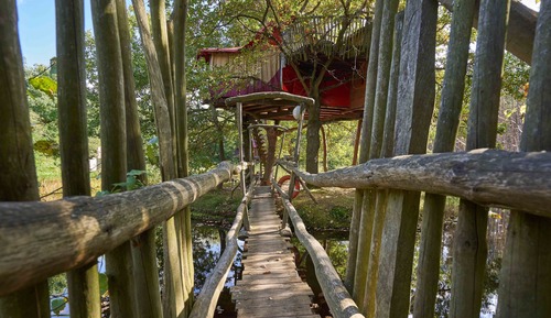 Casa Conforten un árbol