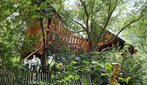 Casa Conforten un árbol
