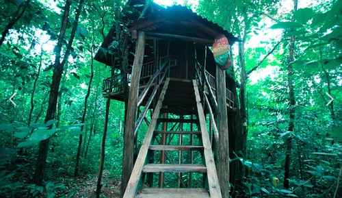 The Frog Tree House