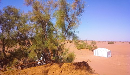 Standard Tent, Resort View, Garden Area