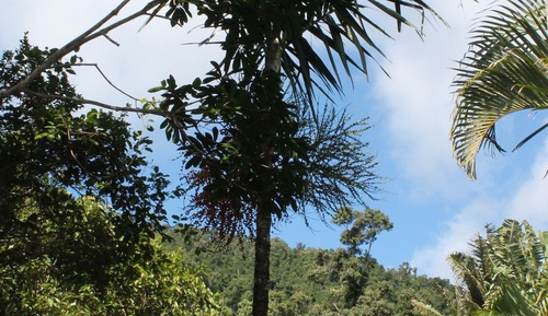 Rainforest Suite