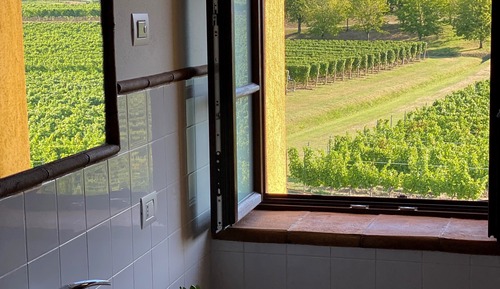 Habitación doble, vistas al viñedo