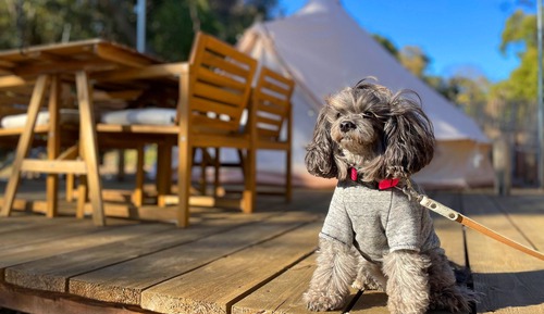 Tienda Deluxe, no fumadores (Pet-friendly)