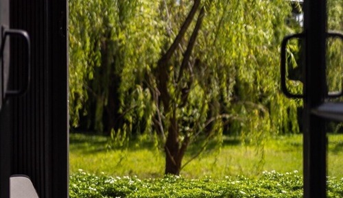 Willow