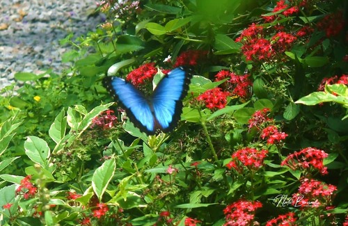 Boquete Casa | Ecoresort: We are Panamas leading honey producer and butterfly exhibit.