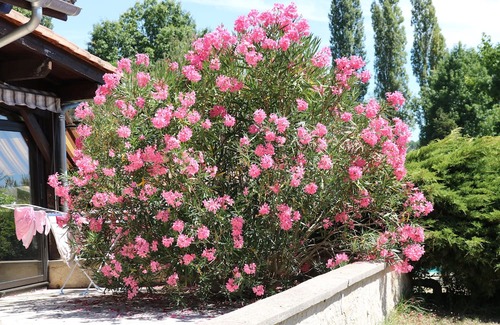 Bergerac Casa | Belle Maison de Famille Avec Piscine Dans son Écrin de Verdure Proche de Tout