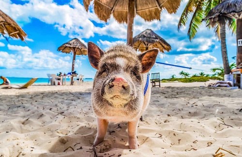 Jimmy Hill Casa | Welcome to the Exuma Palms experience!