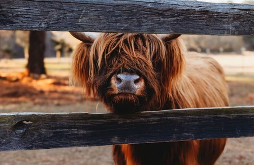 Thomson Casa | Come play with Scottish highland cows in a beautiful and cozy brand new RV!