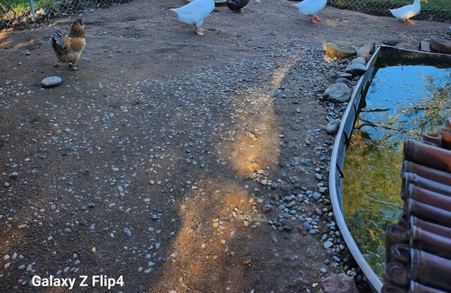 Coarsegold Casa | Comfort on Wheels 5th Wheel with Hot Tub Goats, Ducks, Chickens, Kune Pigs