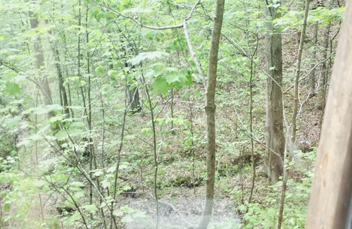 Stanton Cabina | The Little Lodge of Red River Gorge
