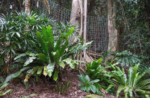 Flying Fish Point Casa | The Point. A rainforest and ocean view retreat