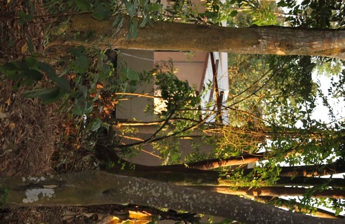 Entebbe Cabina | Tranquil forest cabin in Entebbe