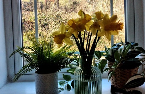 Saltash Cabaña | Cute Cornish Cottage in stunning countryside close to gorgeous beaches.