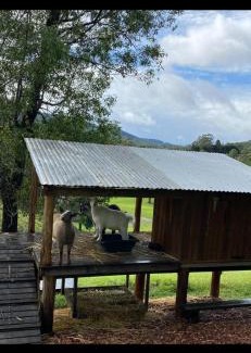 Tallebudgera Valley Otro | 1332 Tally