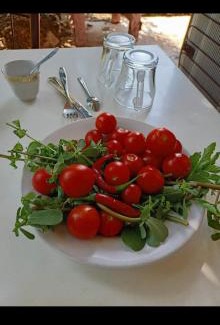Cirali Casa | Gold Altınkaya Camping