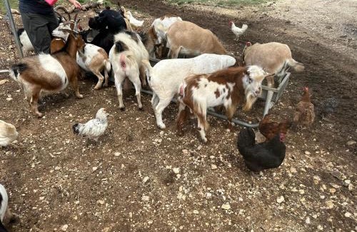 Bandera Casa | Lucky Star Ranch - Stargazer