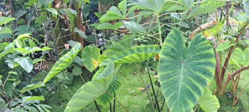 Tanna Island Casa | White Sand Ocean View Bungalow and Tours