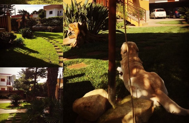 El tulipán rojo abierto