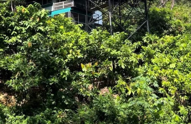 Experience nature,amidst nearly 900 tropical cacao trees!