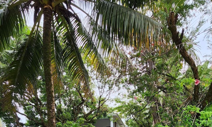 Forest Home Apartamento | Our Sea of Blue Suite faces the Caribbean and awaits you