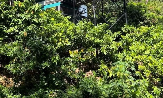 Parrita Casa | Experience nature,amidst nearly 900 tropical cacao trees!