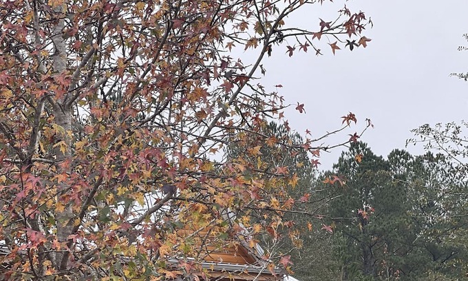 Wing Cabina | Rustic and Elegant log cabin nestled in the Conecuh National Forest.