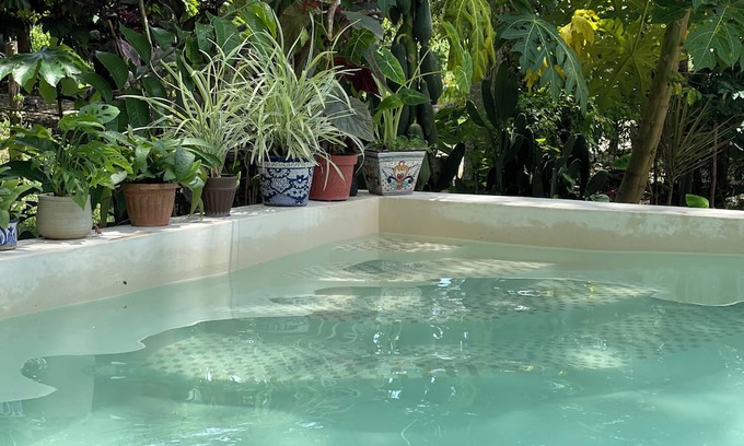 Solferino Casa | House in the jungle 2 BEDROOMS, EQUIPPED KITCHEN & ALBERCA