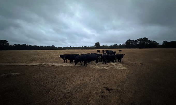 Catterick Otro | Catterick Farm ~ a farm in the forest