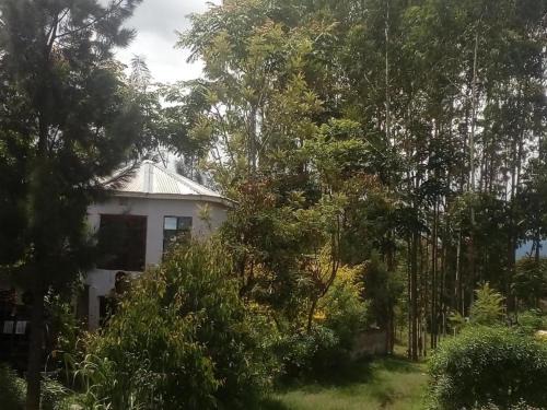 Arusha Cama Y Desayuno | Jungle lodge